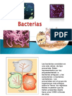 Bacterias