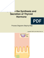 Steps in The Synthesis and Secretion of Thyroid Hormone: Process Diagrams Step-by-Step