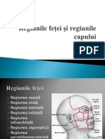 Regiunile Feței Și Regiunile Capului