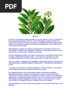 Historia Laurel Planta