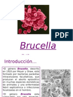 Brucella