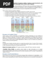 ATP2 Receptores Cataliticos