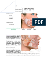 Glandulas Salivales (Clase Desgrabada)