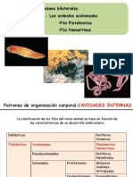 16 Metazoos Bilaterales Platelmintos y Nemertinos MM