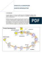 Biologia de La Concepcion