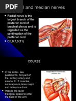 Radial and Median Nerves