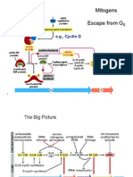 Rea Lec 23 Apoptosis FP