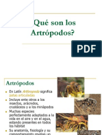 Qué Son Los Artrópodos - CR