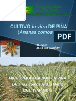 Cultivo Invitro de Piña Alex Gia