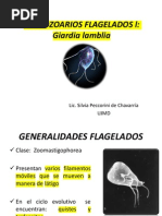 Clase - Giardia, Chilomastix