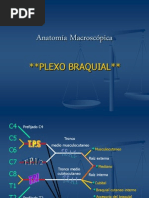 Plexo Braquial