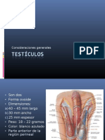 Testiculos