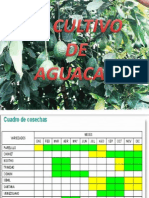 Aguacate Matanza