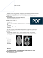 Classificação Dos Vegetais