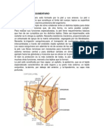 La Piel o Tejido Tegumentario