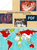 Anemia Infectioasa Ecvina