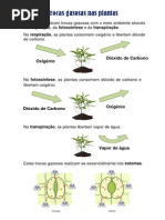 Trocas Gasosas Nas Plantas