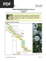 Familia de Las Crucíferas (Brassicaceae)