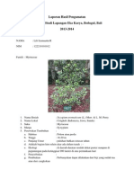 Laporan Hasil Pengamatan Syzygium Aromaticum