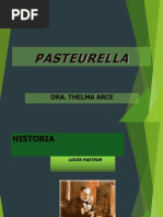 Pasteurella 