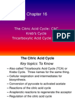 The Citric Acid Cycle