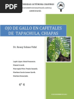 Ojo de Gallo2