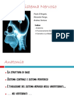Scienze - Il Sistema Nervoso