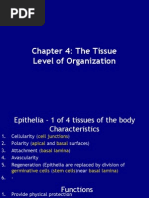 Chapter 4: The Tissue Level of Organization