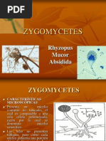 Zygomicetes Fusarium