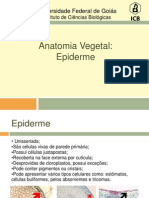 Anatomia Vegetal - Epiderme