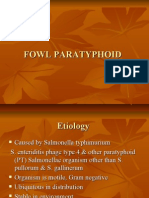 Fowl Paratyphoid by DR Bhavesh Zapadia