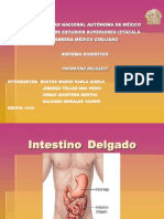 Intestino Delgado1