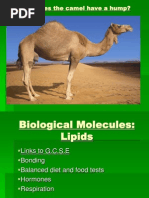 Why Does The Camel Have A Hump?