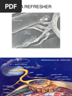 Suxamethonium