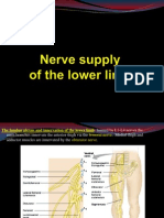Inervatia Membrului Inferior