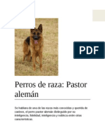 Pastor Alemán