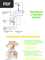 Eje Hipotalamo Hipofisario 2