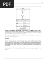 Coccyx PDF