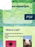 Plant and Animal Cells