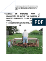 Gallinas en Pastoreo para Producción de Huevo y La Engorda de Pollos y Guajolotes Es Una Alternativa Viable