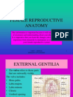 Female Reproductive Anatomy