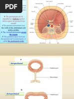 General Arrangement of The Abdominal Viscera