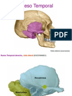 Hueso Temporal