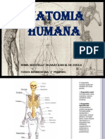 Slides de Anatomia