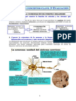 Sistema Nervioso Apuntes