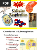 Mitochondria Cellular Respiration