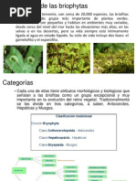 Adaptaciones de Las Briophytas