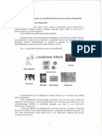 Enterobacterii E Coli Klebsiella Proteus Providencia Morganella