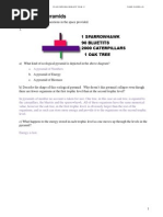 Questions: Energy Flow Pyramids