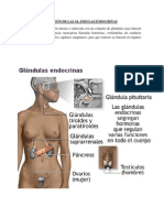 Función de Las Glándulas Endocrinas